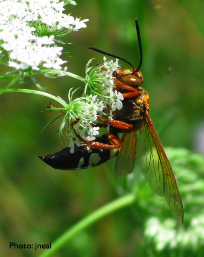 Cicada Killer Wasp. Eastern Cicada Killer