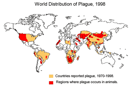 bubonic plague rats. Bubonic plague II