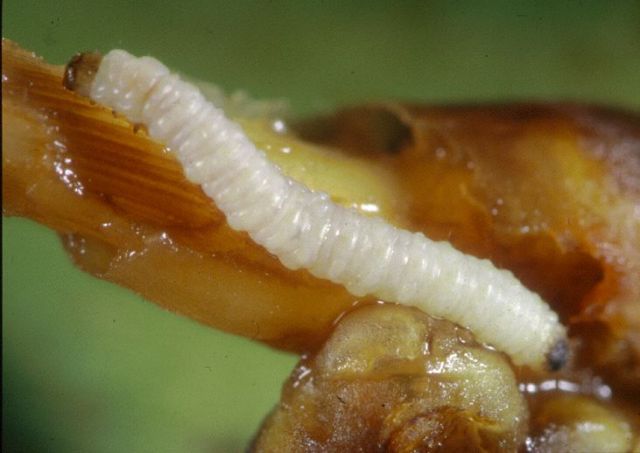 Corn Rootworm Larva